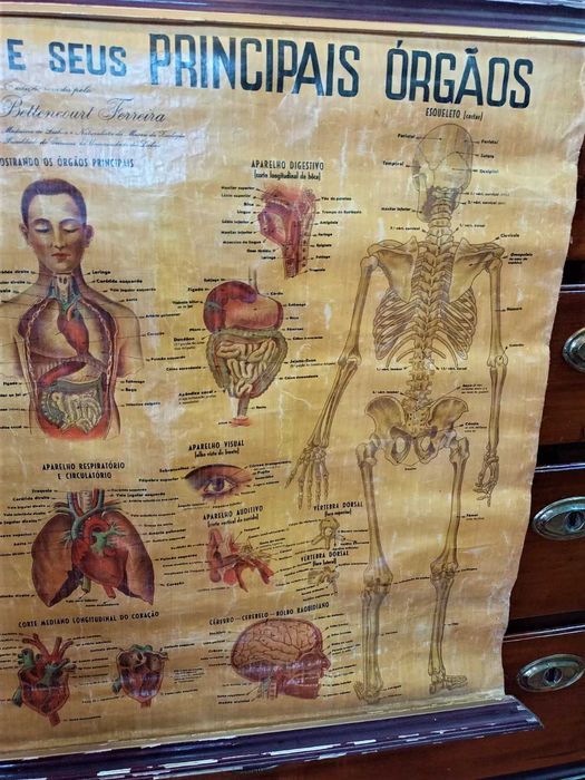 Mapa Corpo Humano Principais Orgãos