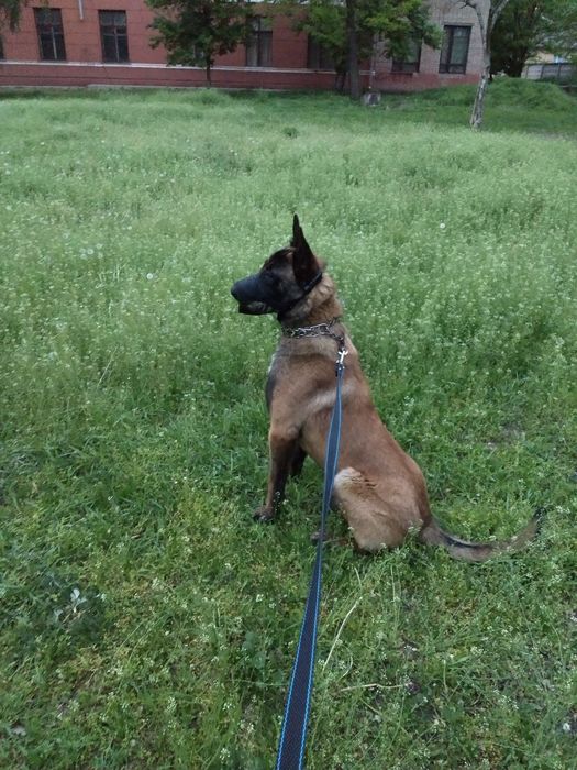 Вязка. Кобель Малинуа.