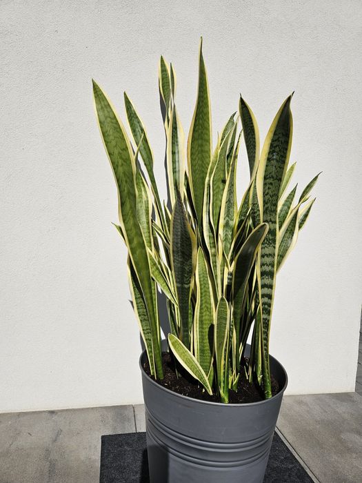 Sprzedam pilnie,  tanio  piękną sansewierę 140 cm