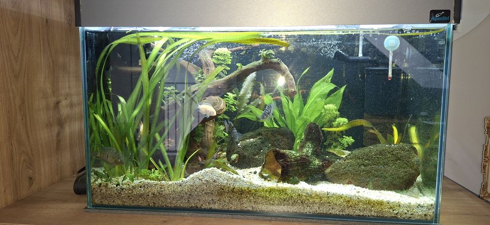 Akwarium 72l (60x40x30) z oświetleniem led i filtrami - rezerwacja