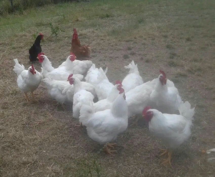 Galos e frangos caseiros
