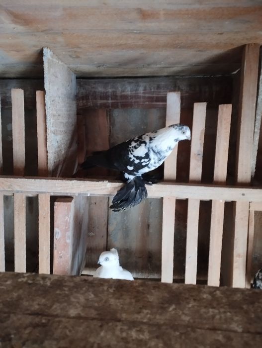 Sprzedam gołębie Wiedyny, Wenery