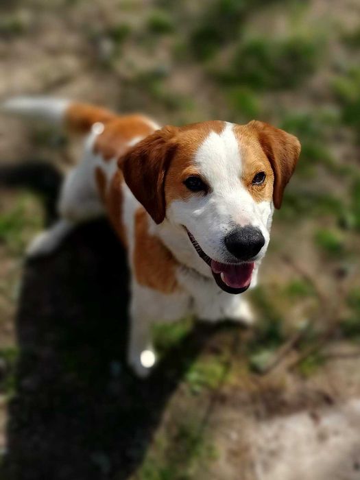 Uroczy i radosny Łatek do adopcji