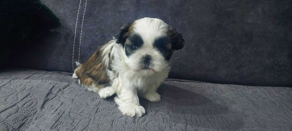 Piękna Sunia Shih-Tzu