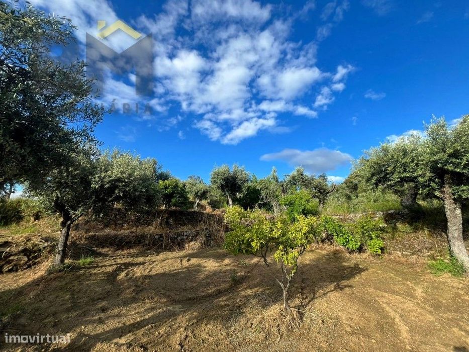 Terreno rústico com 2.920m² para venda em Juncal do Campo!