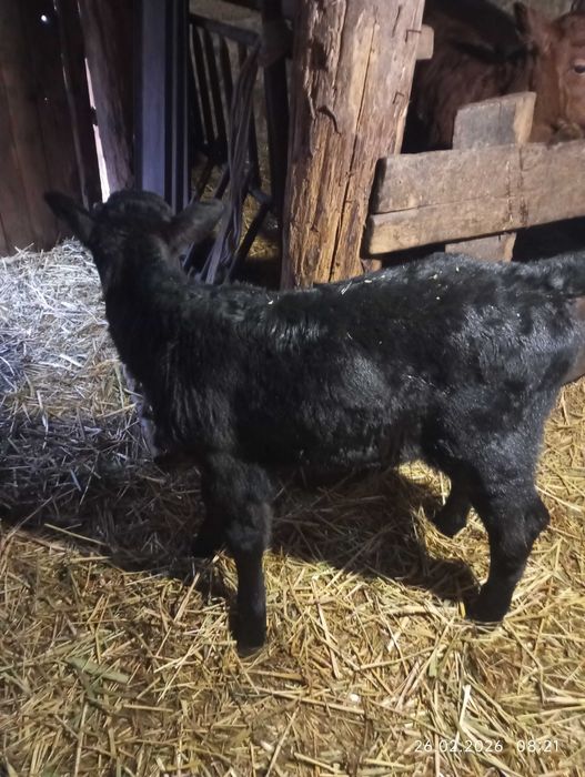 Телята телки 2-3 недели .