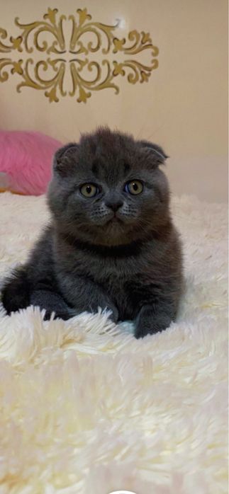 Шотландський висловухий красунчик
