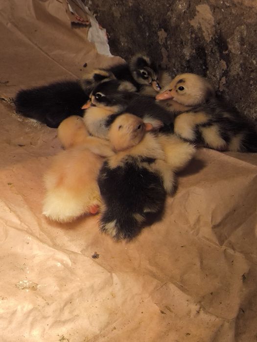 Kaczki biegusy indyjskie