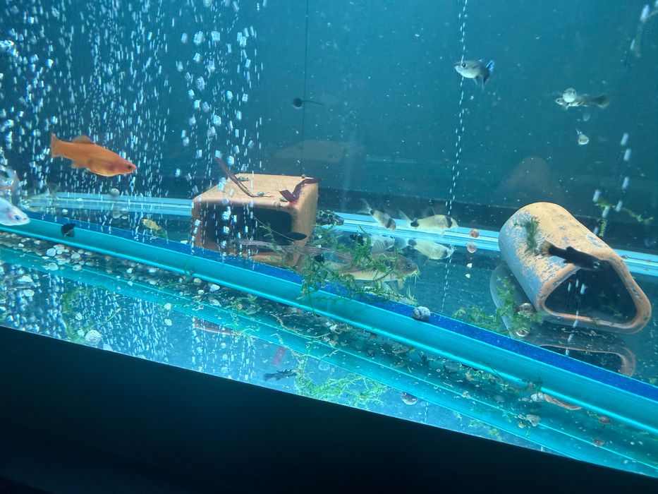 Rybki akwariowe - mieczyki, gupiki, molinezje, glonojady, kiryski