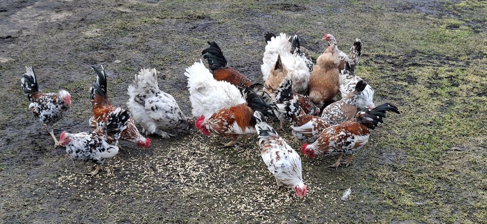 Kury karzełki i brahmy