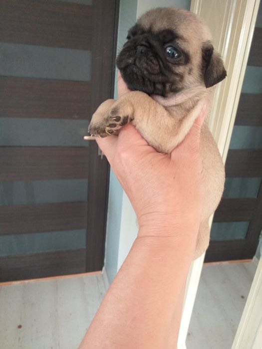 Дівчинка мопсяня та хлопчик