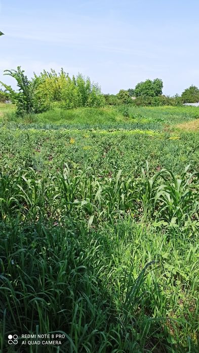 Приватизована земельна ділянка під забудову