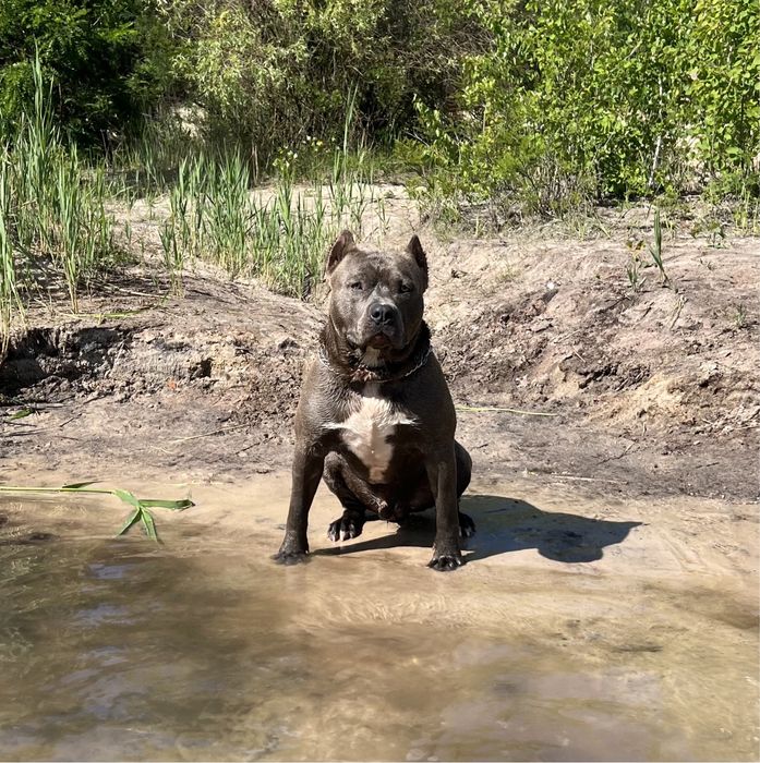 Стафф голубого окраса вязка американского стаффордширского терьера