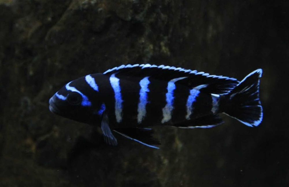 Chindongo demasoni - Malawik pasiasty - dowóz, wysyłka