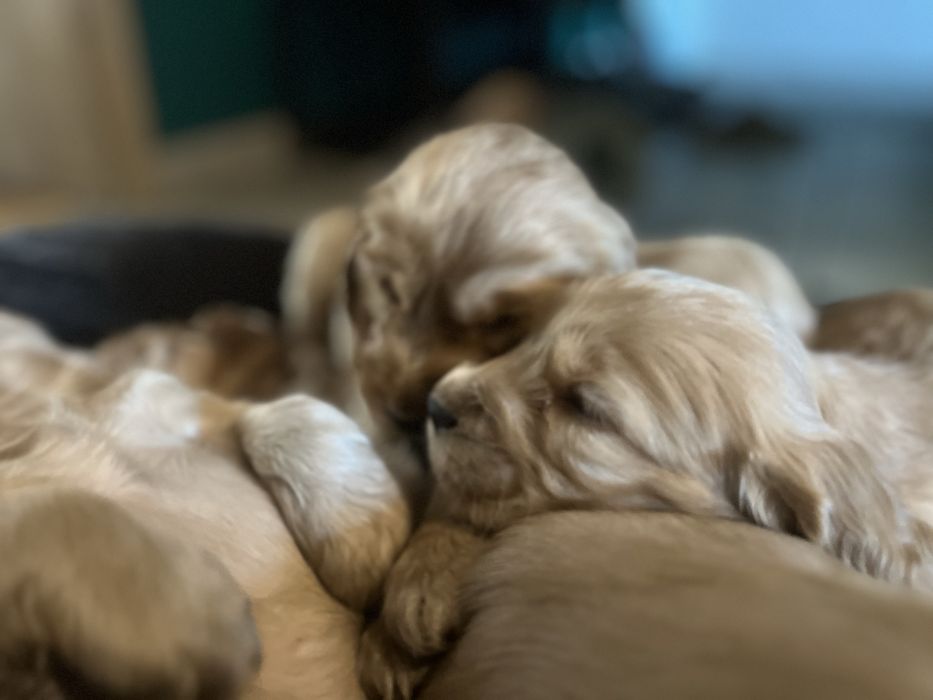 Cocker spaniel angielski