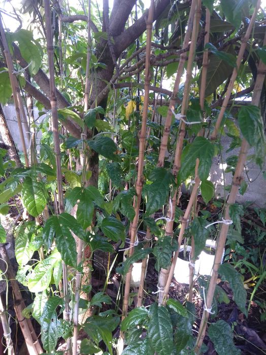 Plantas araçá amarelo, maracujá roxo, buxos e loureiro