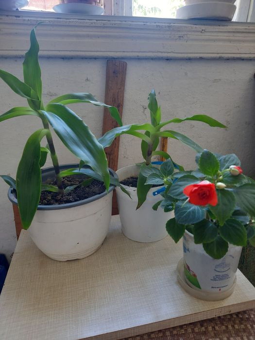 Продам вазон ,,золотий вус" ,,бальзамін"