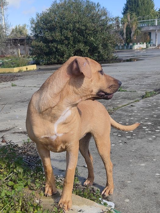 Adoção de cadelinha de porte médio