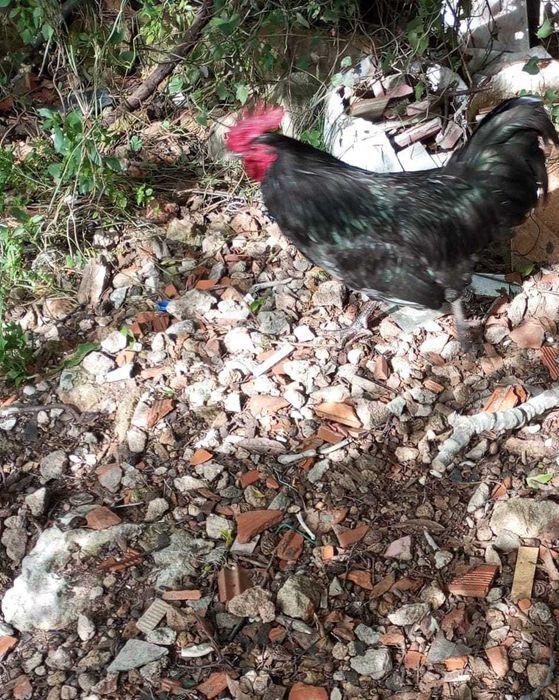 Galo raça preta portuguesa