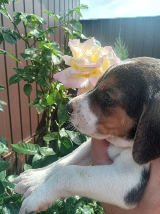 Цуценята бігль  не дорого