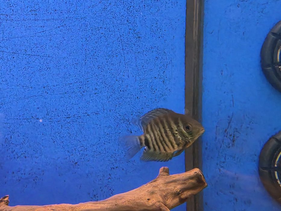 Severum Verde (Herus Severum)