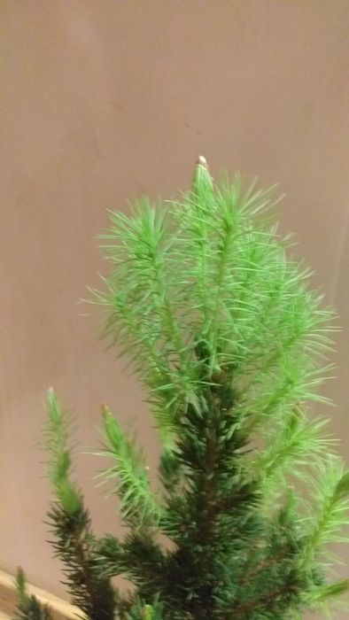 Ель Коника канадская.