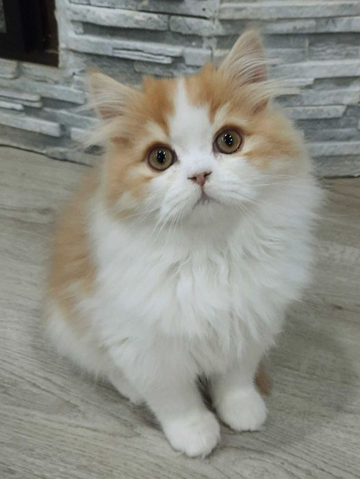 Яркий Шотландский мальчик Лео