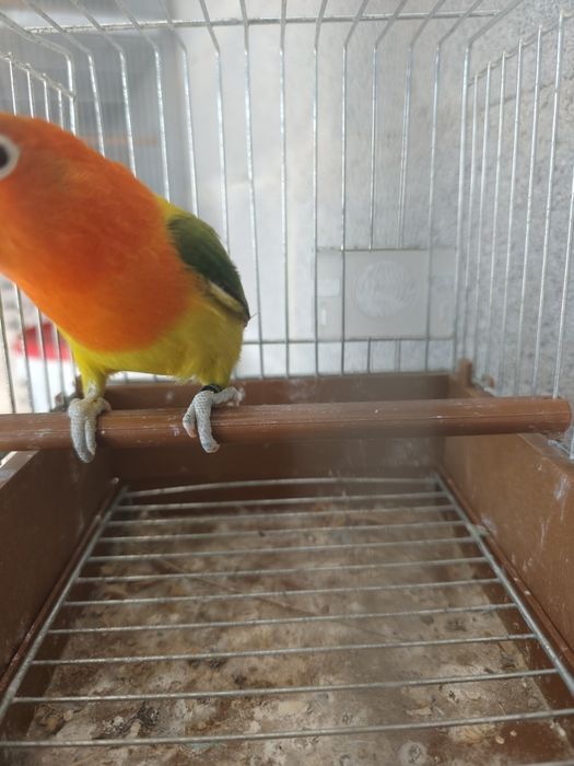 Agapornis Fischeris opalinos