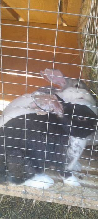 Молодняк кроликів різних порід