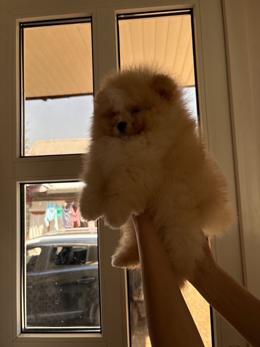 Vip Ведмедик шоу класс