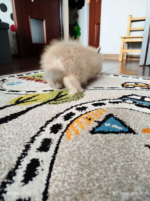 Królik karzełek Teddy