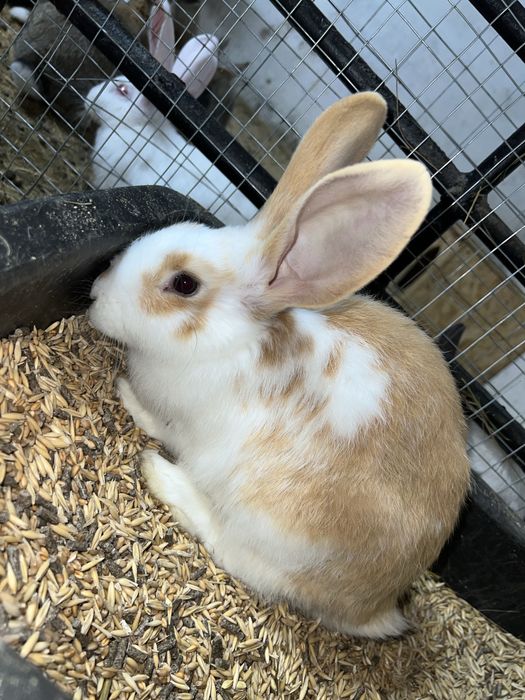 Продаю кролики середняки