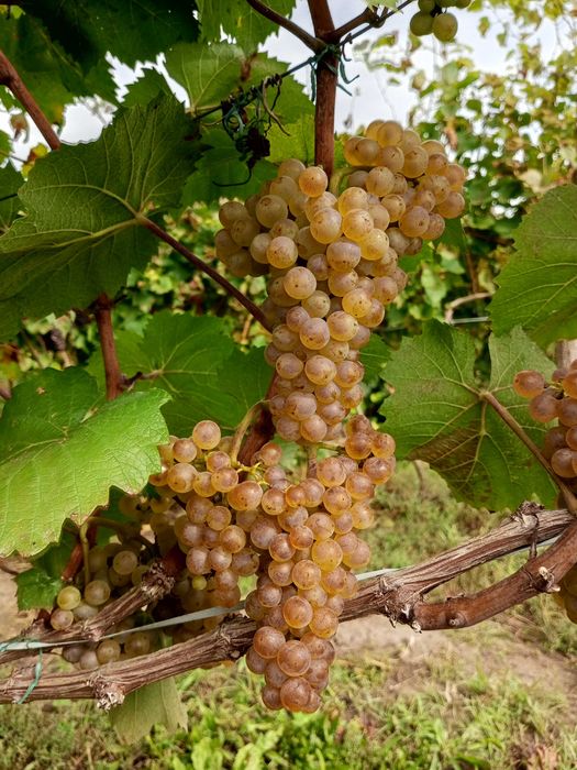 Технічний виноград