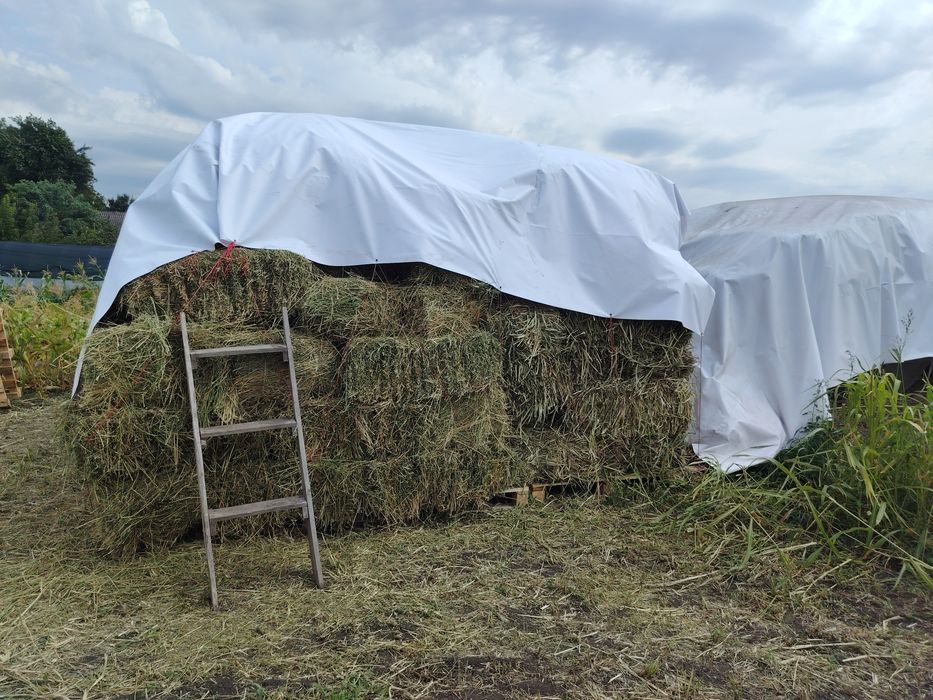 продам сіно, люцерну, суданку в тюках