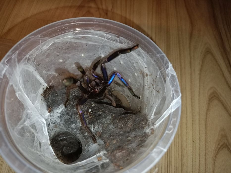 Chilobrachys natanicharum parki
