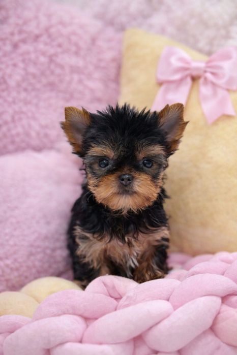 York Dziewczynka slodka z rodowodem lala