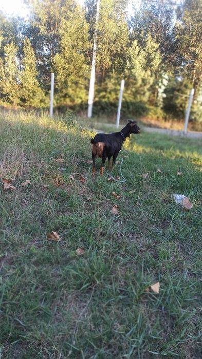Vendo cabra muito linda raça grande