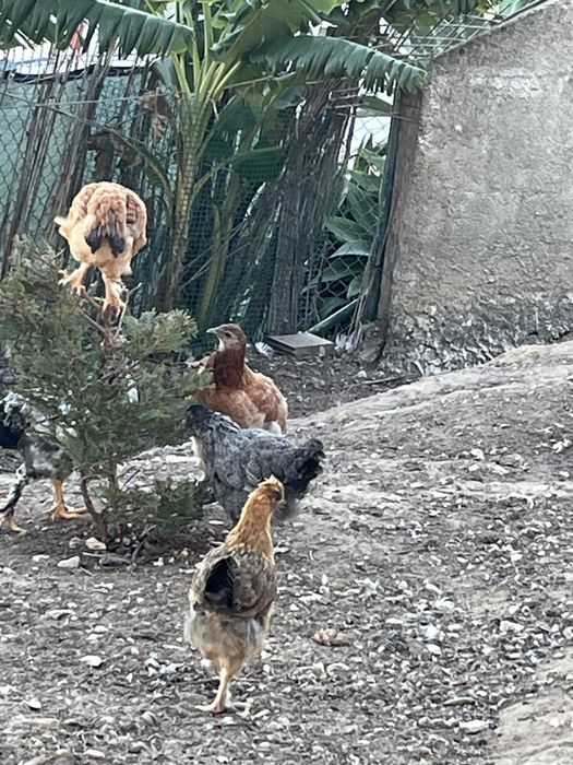 Galinhas descendentes de Brahamas