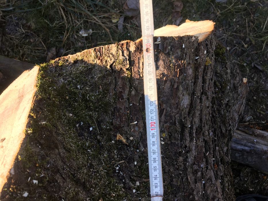 Яблуня кругляк свіжозрізана