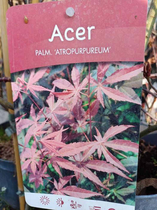 Magnolie różne odmiany klony palmowe rododendrony wierzba pleciona