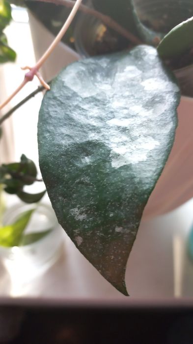 Зріз Хойя Caudata Gold, Silver