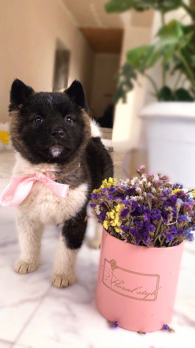 Американська Акіта вʼязка