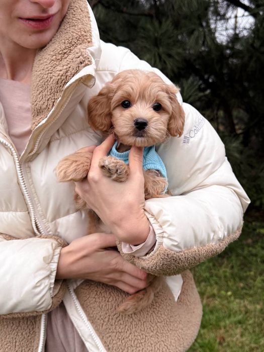 Фантастичний Мальтипу F1 VIP