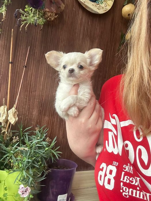 Cudny długowłosy piesek FCI