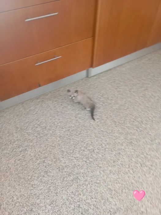 Gatos bebés para adoção