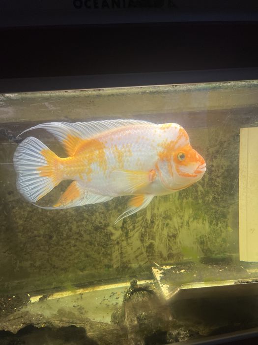 Ciclideo Midas Americano