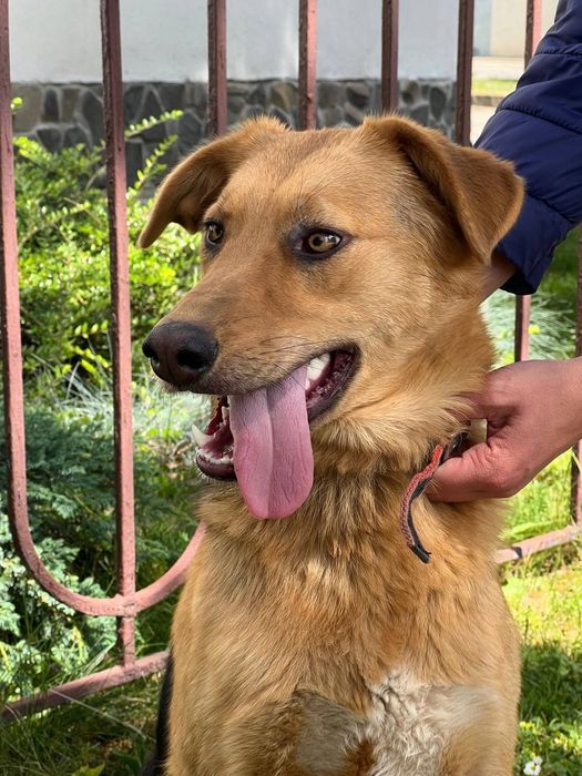 Гулька шукає дім