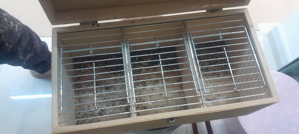 Caixa de transporte para aves pequenas como piriquitos, canarios
