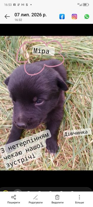 Цуценята шукають родину