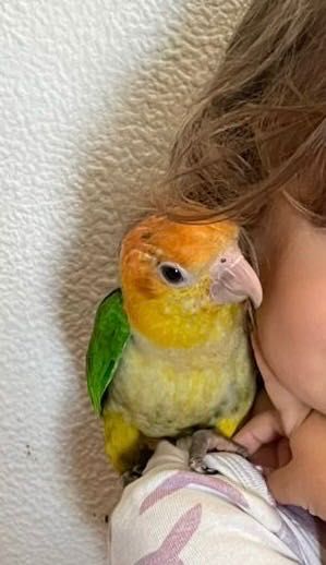 Pionite fêmea com documentação